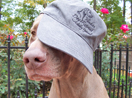 Yankee Dog Retreat's Baseball Cap