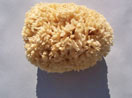 Wool Sea Sponge
